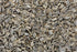 Freshon Organic Sunflower Seeds